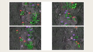 Weed Detection and Identification using Deep learning Techniques | PPTX