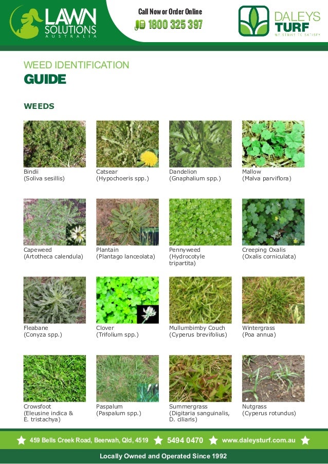 weed identification Guide