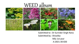 WEED album
Submitted to : Dr Surinder Singh Rana
Submitted by : Shivalika
MSc 1st year
A-2021-30-020
 