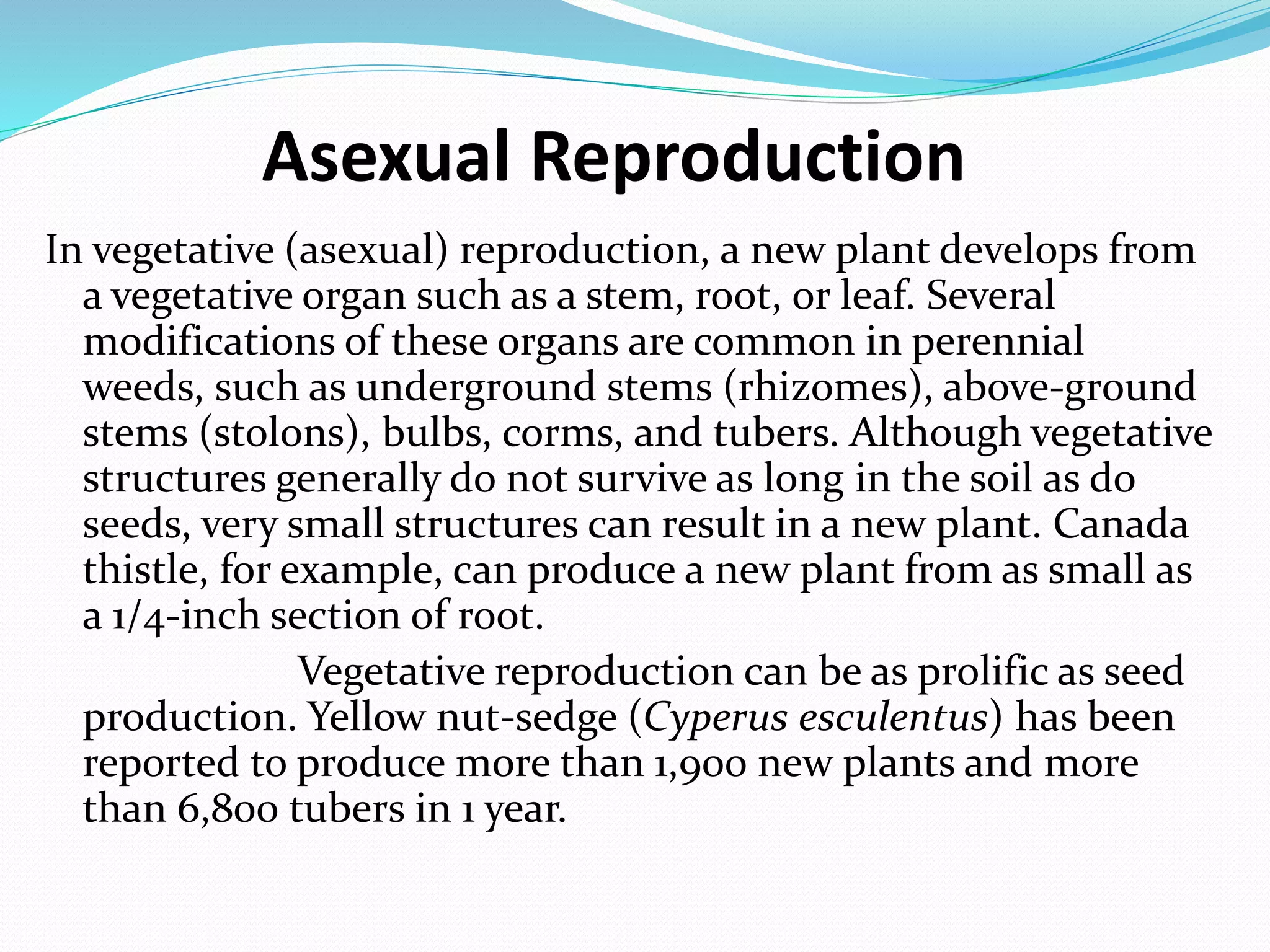 Asexual Reproduction
In vegetative (asexual) reproduction, a new plant develops from
a vegetative organ such as a stem, root, or leaf. Several
modifications of these organs are common in perennial
weeds, such as underground stems (rhizomes), above-ground
stems (stolons), bulbs, corms, and tubers. Although vegetative
structures generally do not survive as long in the soil as do
seeds, very small structures can result in a new plant. Canada
thistle, for example, can produce a new plant from as small as
a 1/4-inch section of root.
Vegetative reproduction can be as prolific as seed
production. Yellow nut-sedge (Cyperus esculentus) has been
reported to produce more than 1,900 new plants and more
than 6,800 tubers in 1 year.
 