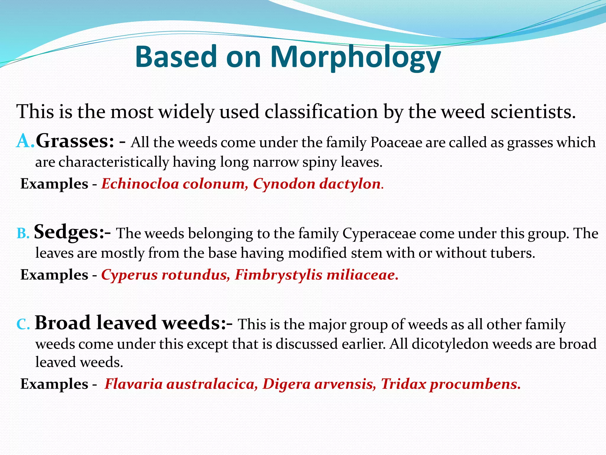 Based on Morphology
This is the most widely used classification by the weed scientists.
A.Grasses: - All the weeds come under the family Poaceae are called as grasses which
are characteristically having long narrow spiny leaves.
Examples - Echinocloa colonum, Cynodon dactylon.
B. Sedges:- The weeds belonging to the family Cyperaceae come under this group. The
leaves are mostly from the base having modified stem with or without tubers.
Examples - Cyperus rotundus, Fimbrystylis miliaceae.
C. Broad leaved weeds:- This is the major group of weeds as all other family
weeds come under this except that is discussed earlier. All dicotyledon weeds are broad
leaved weeds.
Examples - Flavaria australacica, Digera arvensis, Tridax procumbens.
 