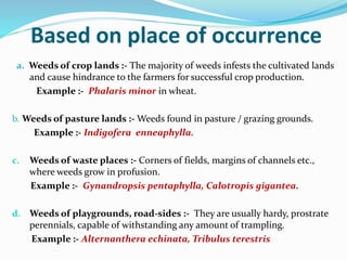 Based on place of occurrence
a. Weeds of crop lands :- The majority of weeds infests the cultivated lands
and cause hindrance to the farmers for successful crop production.
Example :- Phalaris minor in wheat.
b. Weeds of pasture lands :- Weeds found in pasture / grazing grounds.
Example :- Indigofera enneaphylla.
c. Weeds of waste places :- Corners of fields, margins of channels etc.,
where weeds grow in profusion.
Example :- Gynandropsis pentaphylla, Calotropis gigantea.
d. Weeds of playgrounds, road-sides :- They are usually hardy, prostrate
perennials, capable of withstanding any amount of trampling.
Example :- Alternanthera echinata, Tribulus terestris
 