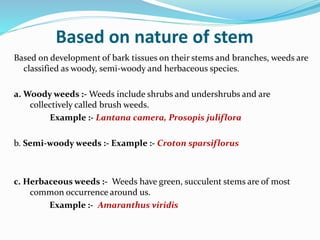 Based on nature of stem
Based on development of bark tissues on their stems and branches, weeds are
classified as woody, semi-woody and herbaceous species.
a. Woody weeds :- Weeds include shrubs and undershrubs and are
collectively called brush weeds.
Example :- Lantana camera, Prosopis juliflora
b. Semi-woody weeds :- Example :- Croton sparsiflorus
c. Herbaceous weeds :- Weeds have green, succulent stems are of most
common occurrence around us.
Example :- Amaranthus viridis
 