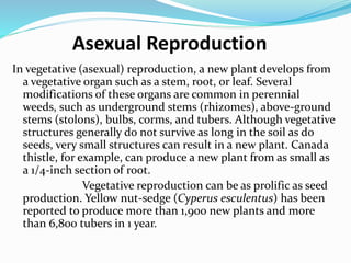 Asexual Reproduction
In vegetative (asexual) reproduction, a new plant develops from
a vegetative organ such as a stem, root, or leaf. Several
modifications of these organs are common in perennial
weeds, such as underground stems (rhizomes), above-ground
stems (stolons), bulbs, corms, and tubers. Although vegetative
structures generally do not survive as long in the soil as do
seeds, very small structures can result in a new plant. Canada
thistle, for example, can produce a new plant from as small as
a 1/4-inch section of root.
Vegetative reproduction can be as prolific as seed
production. Yellow nut-sedge (Cyperus esculentus) has been
reported to produce more than 1,900 new plants and more
than 6,800 tubers in 1 year.
 