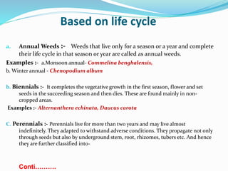 Based on life cycle
a. Annual Weeds :- Weeds that live only for a season or a year and complete
their life cycle in that season or year are called as annual weeds.
Examples :- a.Monsoon annual- Commelina benghalensis,
b. Winter annual - Chenopodium album
b. Biennials :- It completes the vegetative growth in the first season, flower and set
seeds in the succeeding season and then dies. These are found mainly in non-
cropped areas.
Examples :- Alternanthera echinata, Daucus carota
C. Perennials :- Perennials live for more than two years and may live almost
indefinitely. They adapted to withstand adverse conditions. They propagate not only
through seeds but also by underground stem, root, rhizomes, tubers etc. And hence
they are further classified into-
Conti……….
 