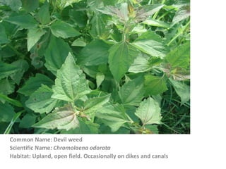 Common Name: Devil weed
Scientific Name: Chromolaena odorata
Habitat: Upland, open field. Occasionally on dikes and canals
 