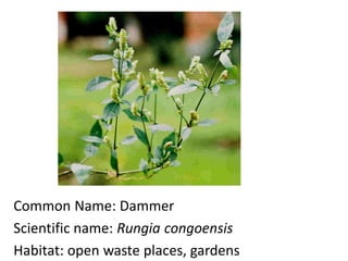 Common Name: Dammer
Scientific name: Rungia congoensis
Habitat: open waste places, gardens
 