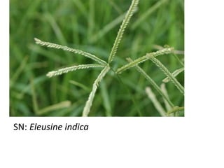 SN: Eleusine indica
 
