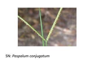 SN: Paspalum conjugatum
 