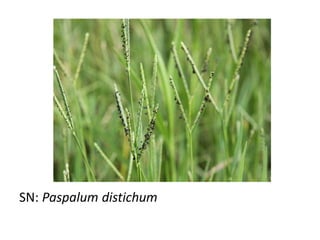 SN: Paspalum distichum
 