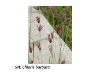 SN: Chloris barbata
 