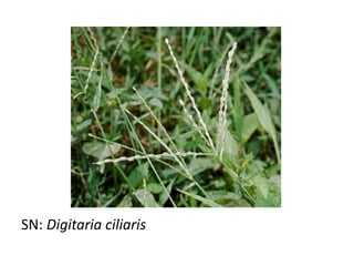 SN: Digitaria ciliaris
 