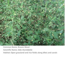 Common Name: Broom Weed
Scientific Name: Sida rhombifolia
Habitat: Open grassland and rice fields along dikes and canals
 