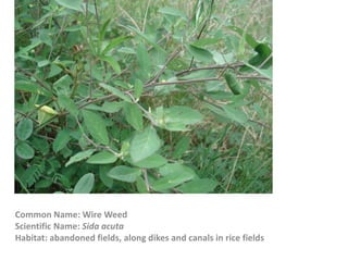 Common Name: Wire Weed
Scientific Name: Sida acuta
Habitat: abandoned fields, along dikes and canals in rice fields
 