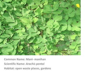 Common Name: Mani- manihan
Scientific Name: Arachis pentoi
Habitat: open waste places, gardens
 