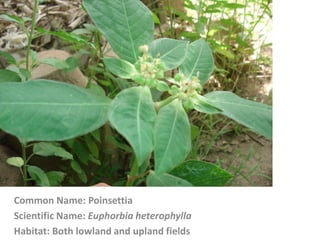 Common Name: Poinsettia
Scientific Name: Euphorbia heterophylla
Habitat: Both lowland and upland fields
 