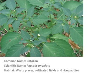 Common Name: Potokan
Scientific Name: Physalis angulata
Habitat: Waste places, cultivated fields and rice paddies
 