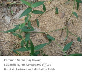Common Name: Day flower
Scientific Name: Commelina diffusa
Habitat: Pastures and plantation fields
 