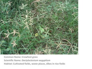 Common Name: Crowfoot grass
Scientific Name: Dactyloctenium aegyptium
Habitat: Cultivated fields, waste places, dikes in rice fields
 
