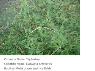 Common Name: Tayilakton
Scientific Name: Ludwigia octovalvis
Habitat: Moist places and rice fields
 