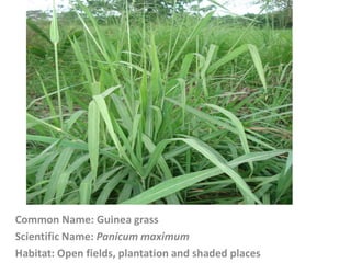 Common Name: Guinea grass
Scientific Name: Panicum maximum
Habitat: Open fields, plantation and shaded places
 