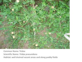 Common Name: Tridax
Scientific Name: Tridax procumbens
Habitat: well drained vacant areas and along paddy fields
 