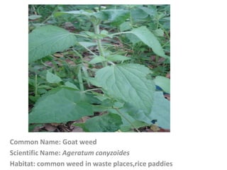 Common Name: Goat weed
Scientific Name: Ageratum conyzoides
Habitat: common weed in waste places,rice paddies
 