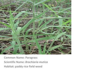 Common Name: Paragrass
Scientific Name: Brachiaria mutica
Habitat: paddy rice field weed
 