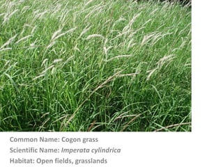 Common Name: Cogon grass
Scientific Name: Imperata cylindrica
Habitat: Open fields, grasslands
 