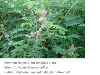 Common Name: Giant sensitive plant
Scientific Name: Mimosa indica
Habitat: Cultivated upland field, plantation field
 