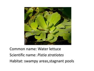Common name: Water lettuce
Scientific name: Pistia stratiotes
Habitat: swampy areas,stagnant pools
 