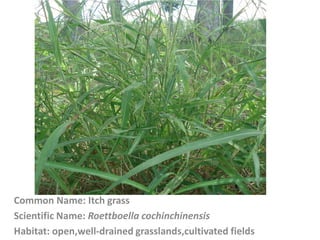 Common Name: Itch grass
Scientific Name: Roettboella cochinchinensis
Habitat: open,well-drained grasslands,cultivated fields
 