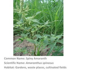 Common Name: Spiny Amaranth
Scientific Name: Amaranthus spinosus
Habitat: Gardens, waste places, cultivated fields
 