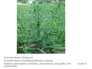 Common Name: Dilang-aso
Scientific Name: Pseudelephanthopus spicatus
Habitat: waste places, roadsides, pasturelands, along dikes and canals in
paddy fields
 