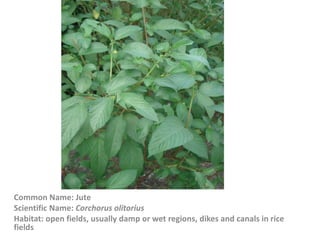 Common Name: Jute
Scientific Name: Corchorus olitorius
Habitat: open fields, usually damp or wet regions, dikes and canals in rice
fields
 