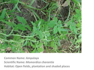 Common Name: Ampalaya
Scientific Name: Momordica charantia
Habitat: Open fields, plantation and shaded places
 