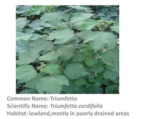 Common Name: Triumfetta
Scientific Name: Triumfetta cordifolia
Habitat: lowland,mostly in poorly drained areas
 