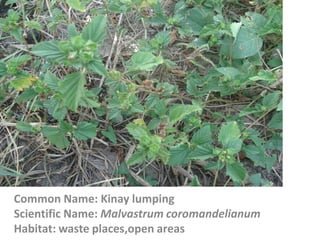 Common Name: Kinay lumping
Scientific Name: Malvastrum coromandelianum
Habitat: waste places,open areas
 