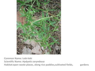 Common Name: Lobi-lobi
Scientific Name: Hydyotis corymbosa
Habitat:open waste places, along rice paddies,cultivated fields, gardens
 
