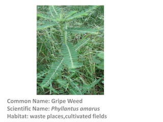 Common Name: Gripe Weed
Scientific Name: Phyllantus amarus
Habitat: waste places,cultivated fields
 