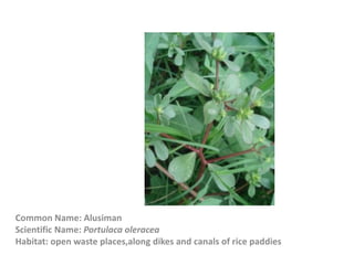 Common Name: Alusiman
Scientific Name: Portulaca oleracea
Habitat: open waste places,along dikes and canals of rice paddies
 