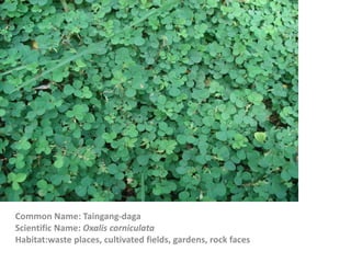 Common Name: Taingang-daga
Scientific Name: Oxalis corniculata
Habitat:waste places, cultivated fields, gardens, rock faces
 