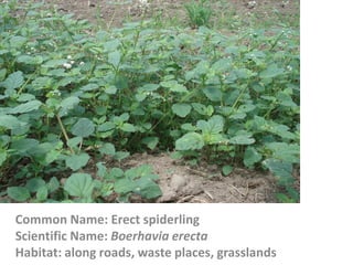 Common Name: Erect spiderling
Scientific Name: Boerhavia erecta
Habitat: along roads, waste places, grasslands
 