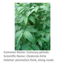 Common Name: Camasey peludo
Scientific Name: Cledemia hirta
Habitat: plantation field, along roads
 