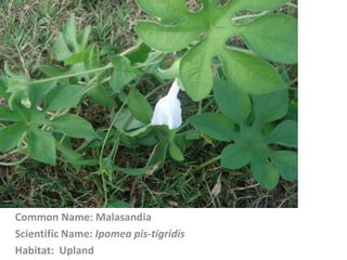 Common Name: Malasandia
Scientific Name: Ipomea pis-tigridis
Habitat: Upland
 