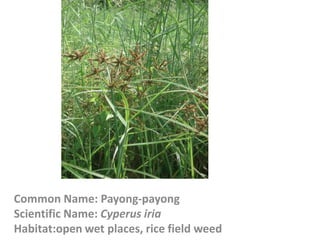 Common Name: Payong-payong
Scientific Name: Cyperus iria
Habitat:open wet places, rice field weed
 