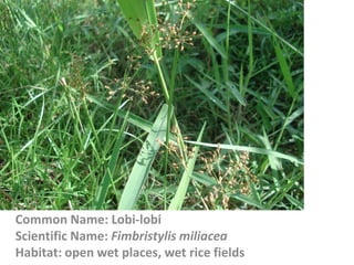 Common Name: Lobi-lobi
Scientific Name: Fimbristylis miliacea
Habitat: open wet places, wet rice fields
 