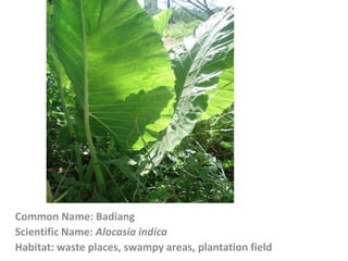 Common Name: Badiang
Scientific Name: Alocasia indica
Habitat: waste places, swampy areas, plantation field
 
