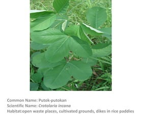 Common Name: Putok-putokan
Scientific Name: Crotolaria incana
Habitat:open waste places, cultivated grounds, dikes in rice paddies
 