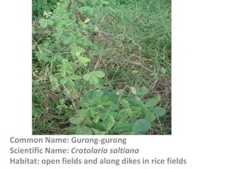Common Name: Gurong-gurong
Scientific Name: Crotolaria saltiana
Habitat: open fields and along dikes in rice fields
 
